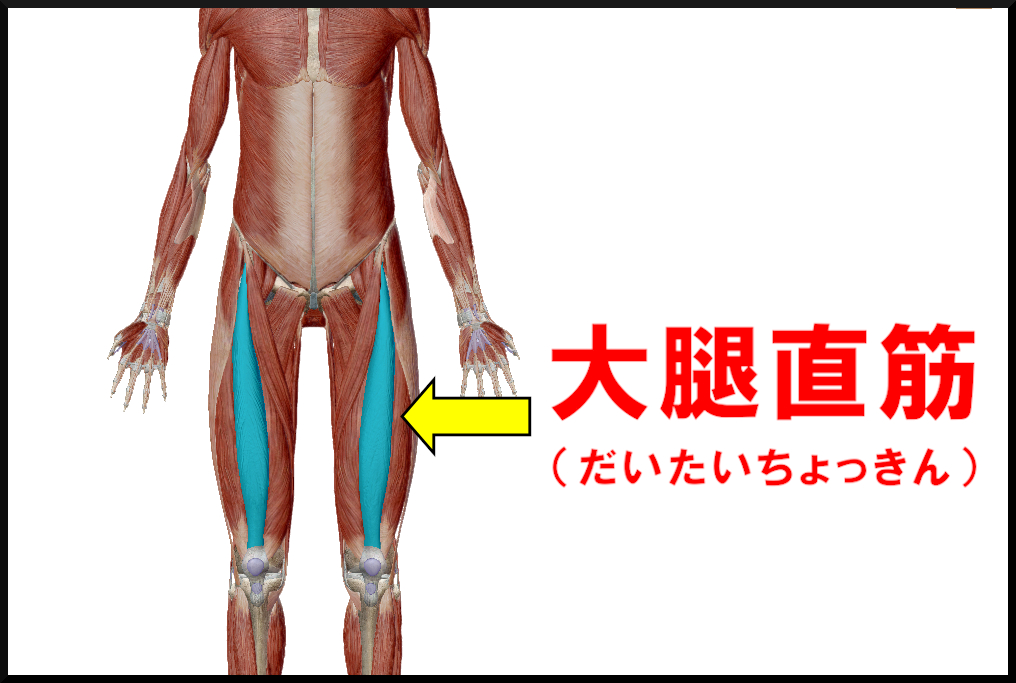 大腿直筋