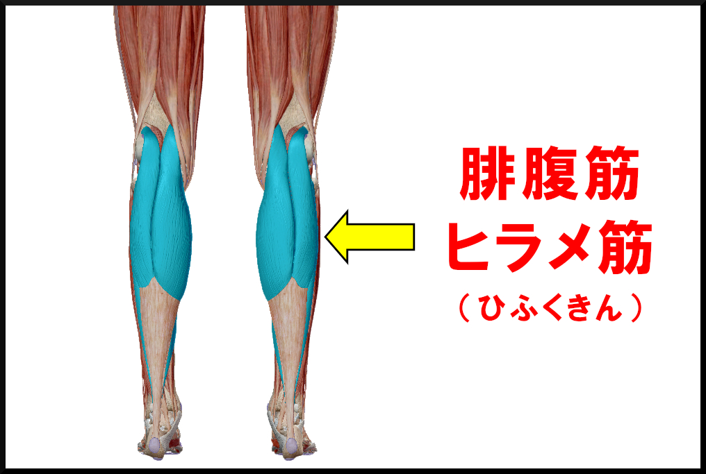 ヒラメ筋